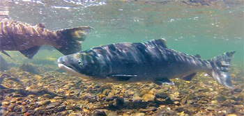 Russian River sockeye salmon underwater