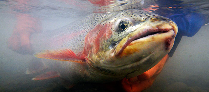 Large rainbow trout being released on Alaska's Kenai River