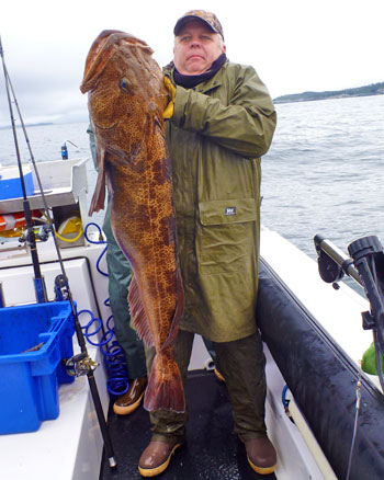 Large lingcod just before release near Sitka, Alaska