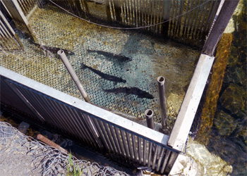 Salmon weir counting box on Alaska's Russian River