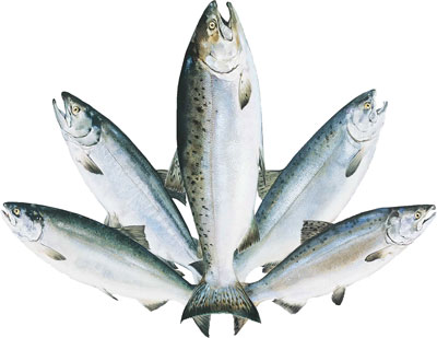 Alaska's salmon species