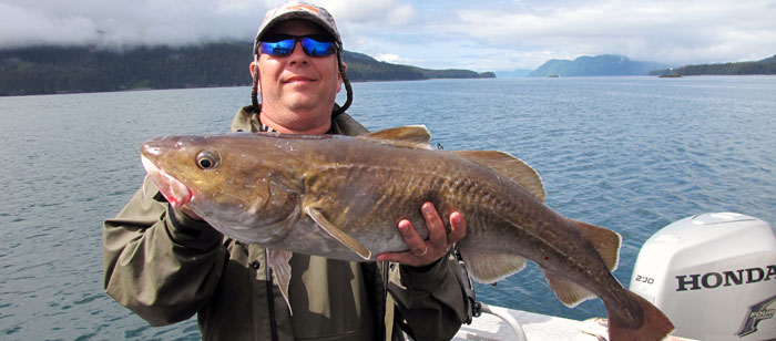 Pacific cod taken off Kodiak Island, Alaska