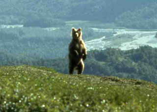 Brown bear approaching kill site