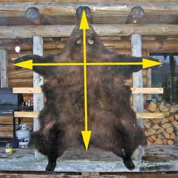 Alaska brown bear hide
