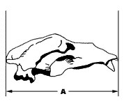Brown bear skull measurement 1