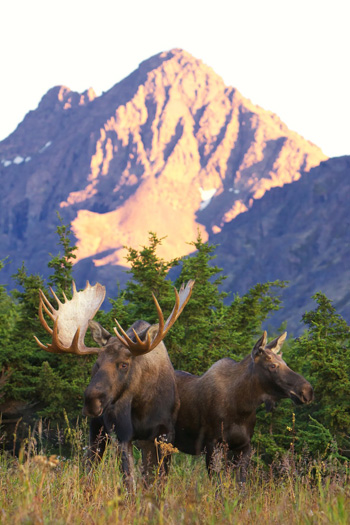 Mature bull and cow moose in rut in Alaska. (Tracey Harmon photo)