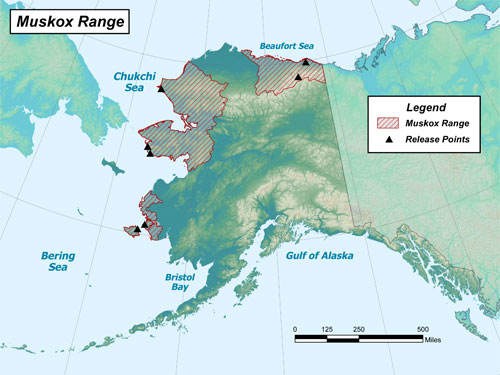 Muskoxen range in Alaska