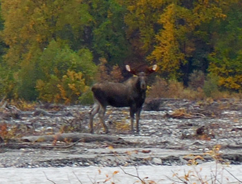 young bull moose seen on an Alaska float hunting trip