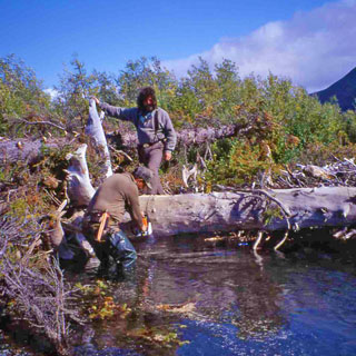 Cutting out heavy timber on Alaska's Aniak River