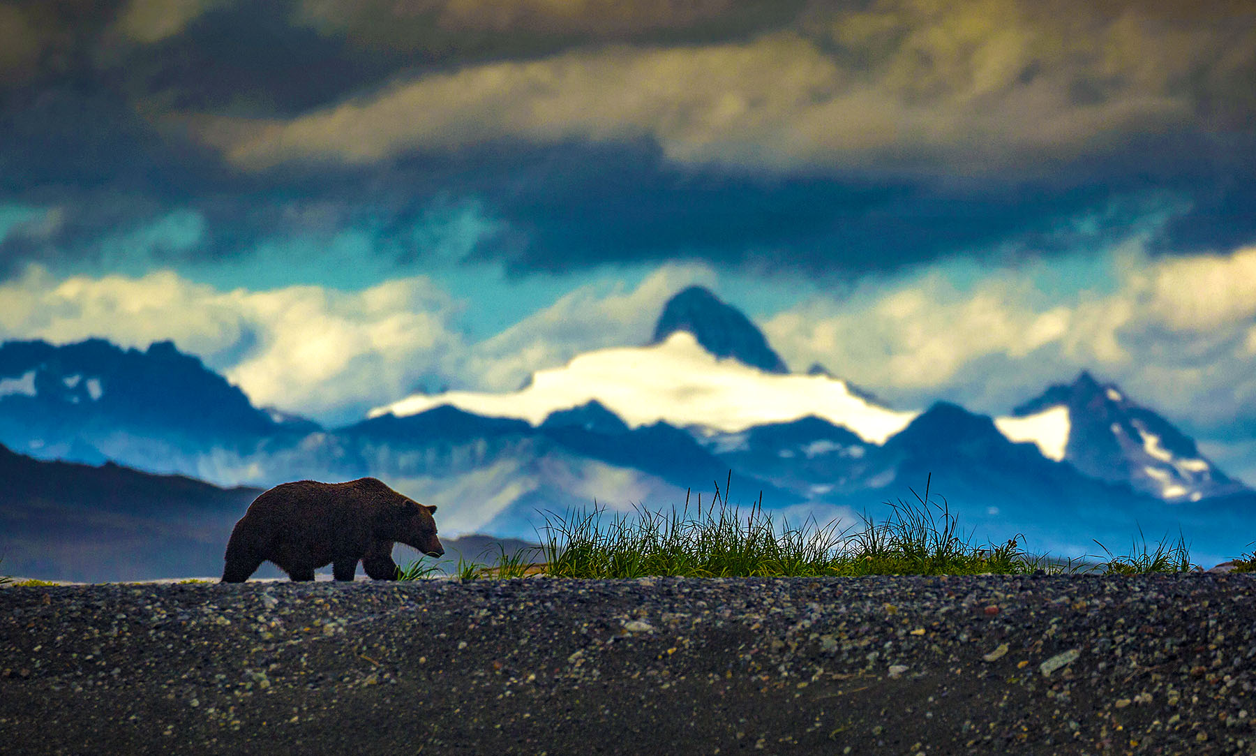 Alaska Peninsula brown bear near Katmai