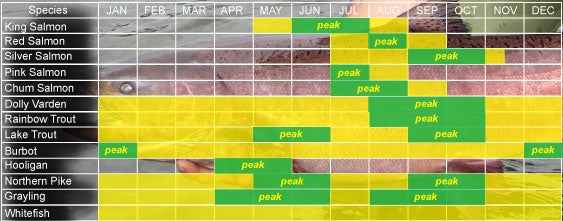 Anchorage Management Area fish run chart