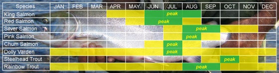 Salmon run chart for freshwater fishing on Kodiak Island, Alaska