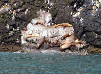 Steller sea lions in Seward, Alaska