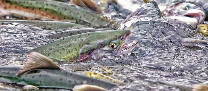 Lake Trout  Alaska Fishing - Alaska Outdoors Supersite