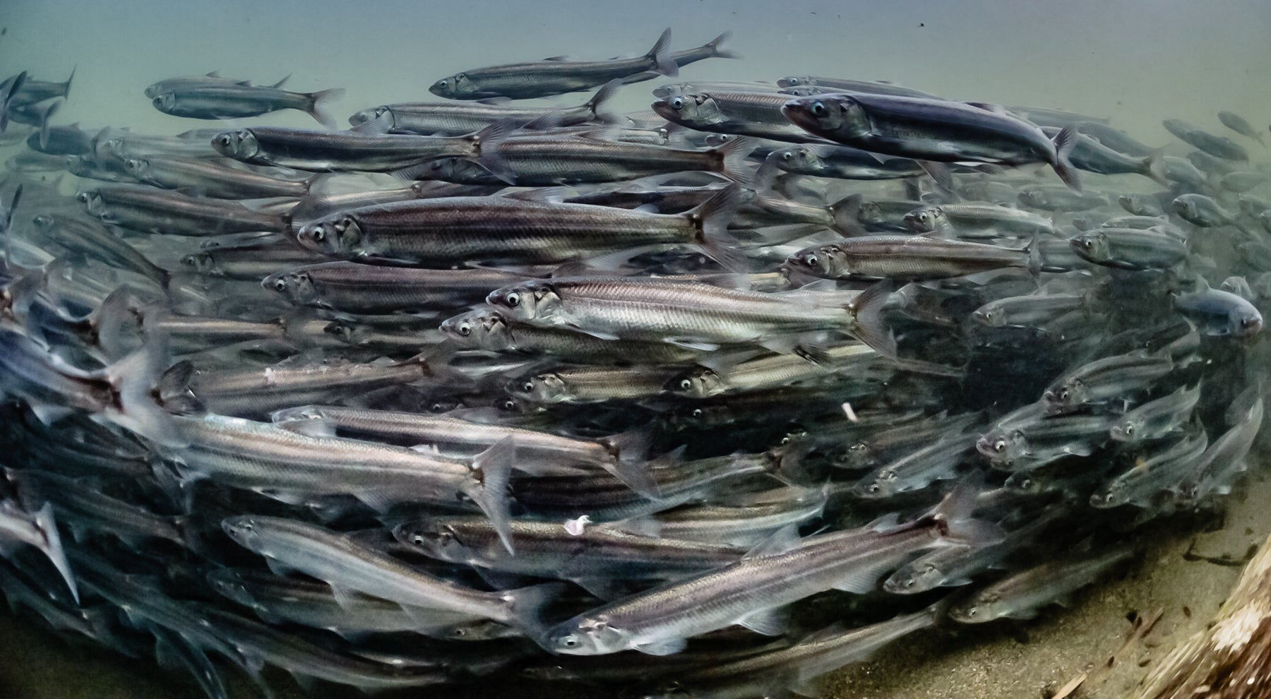 MILLIONS OF FISH in this River! Dipnet Fishing Smelt Catch/Cook 