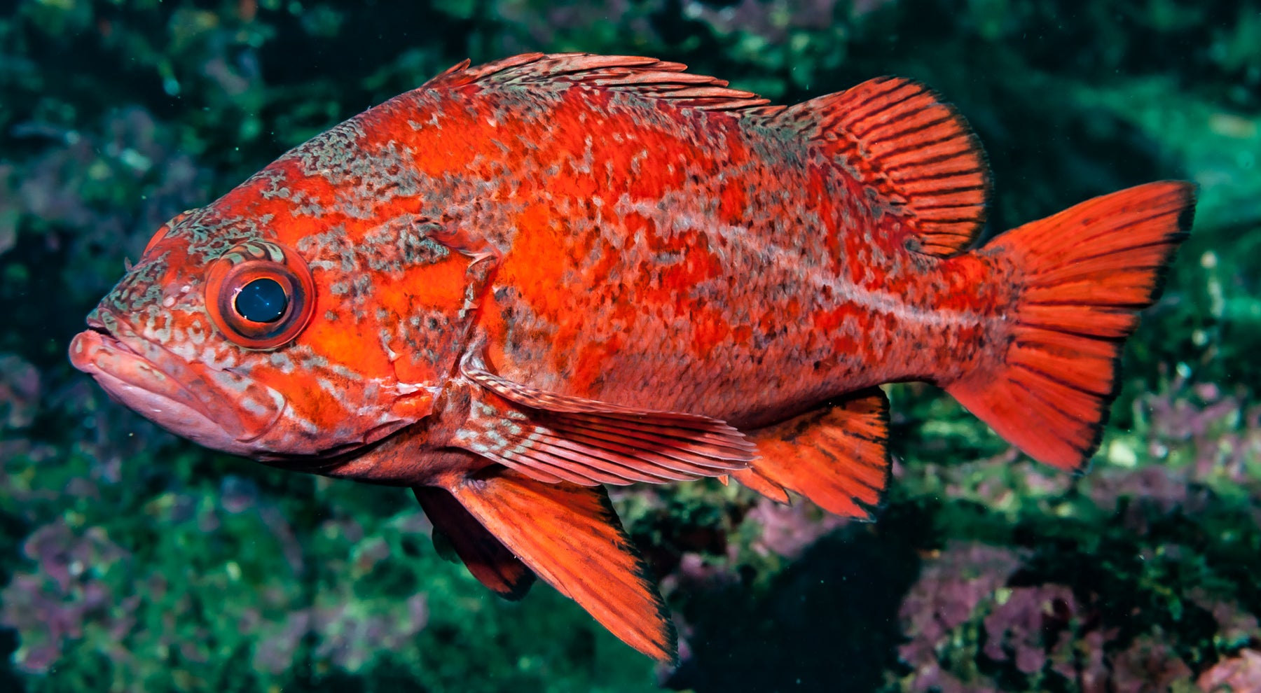 Yellow Eye Rock Fish : r/Fishing