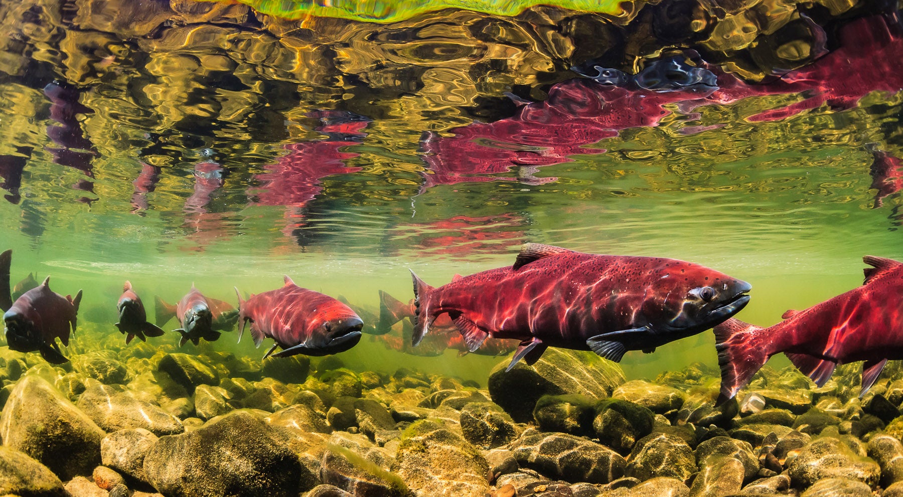 Fly fishing for salmon on Willow Creek