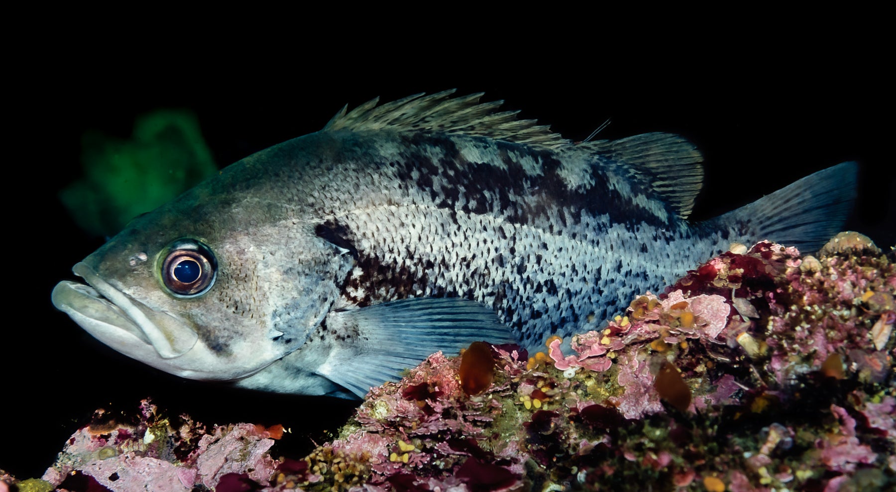 Rockfish Alaska Fishing Alaska Outdoors Supersite