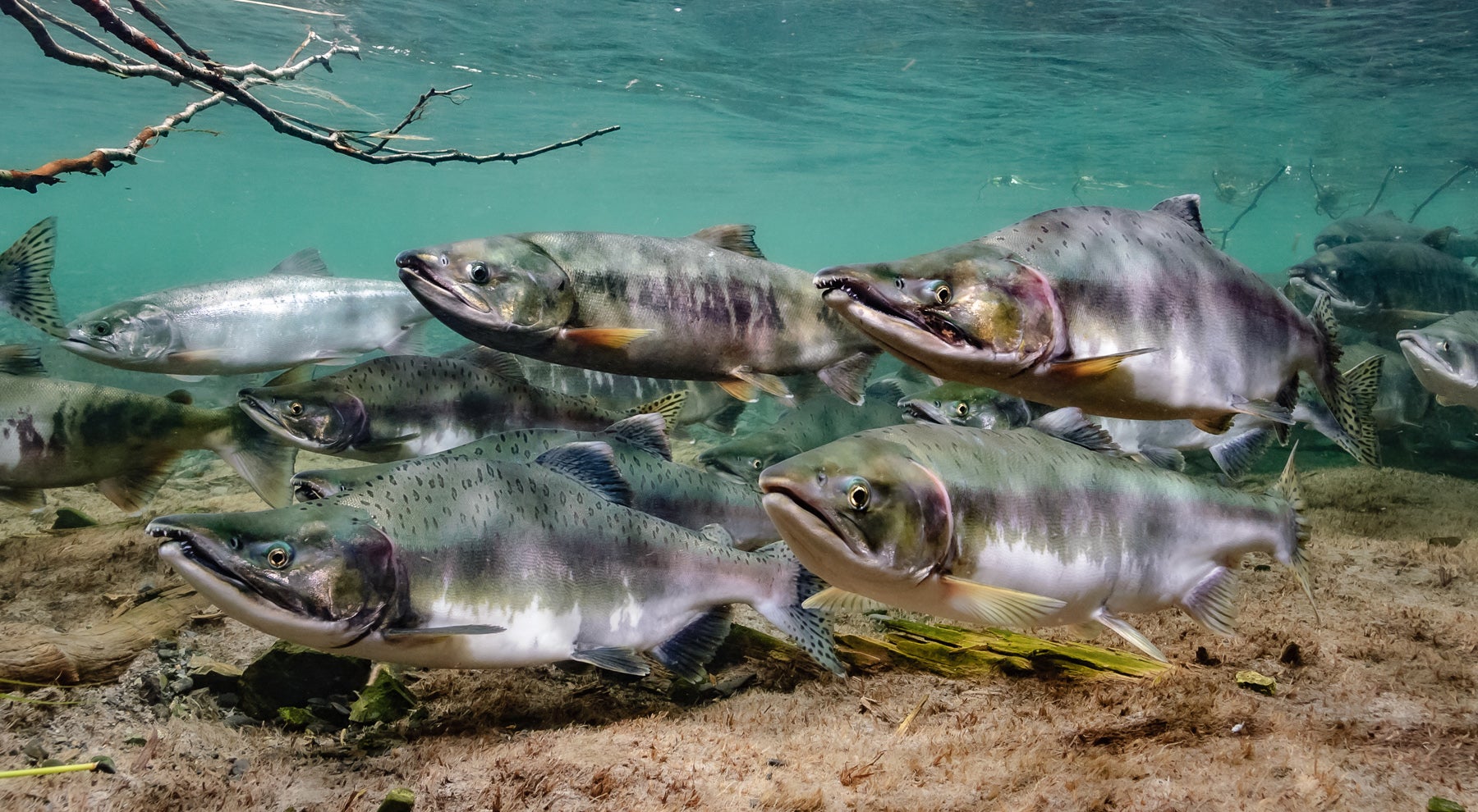 Salmon In Water