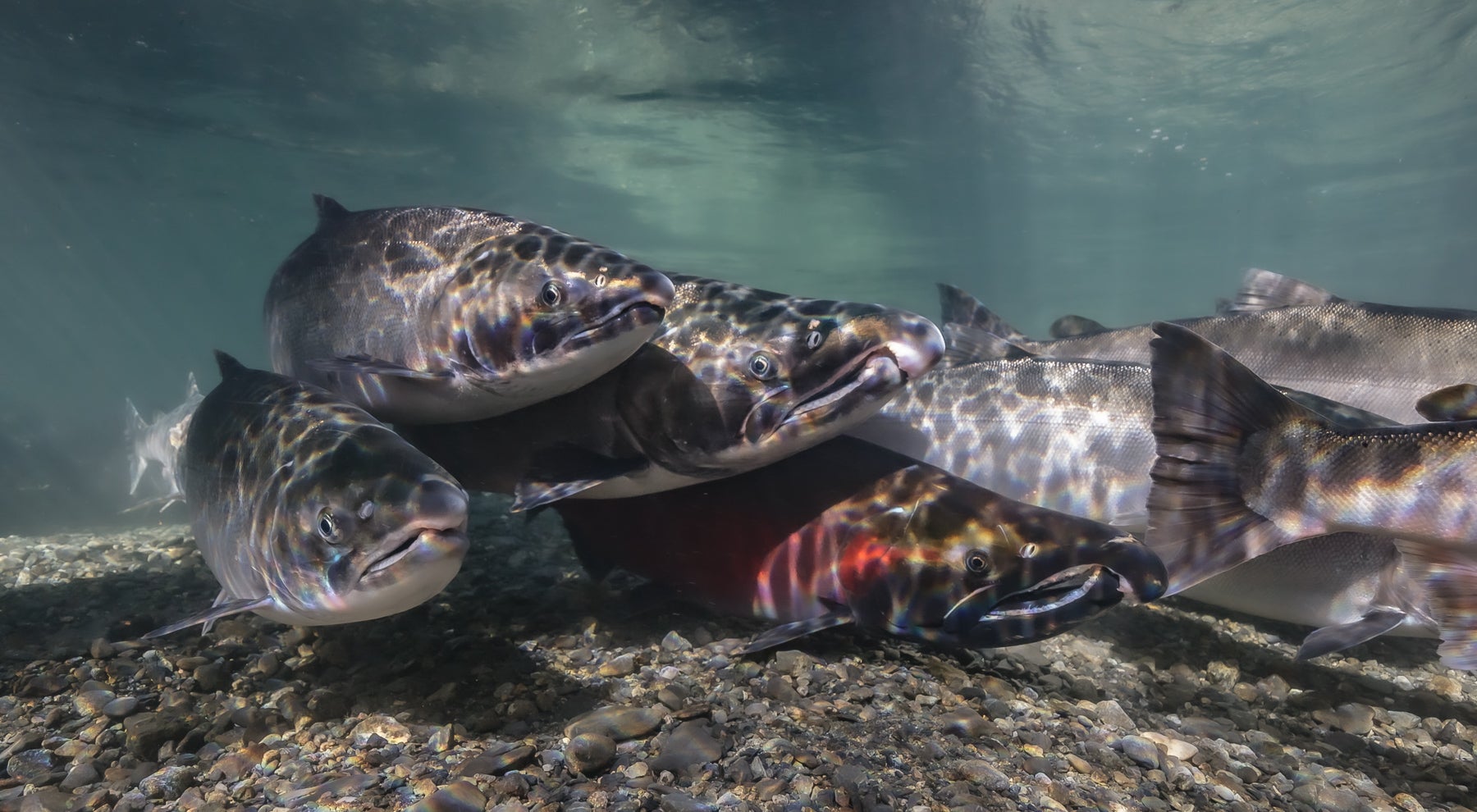 Mooching Alaska King salmon under herring ball near Craig Alaska