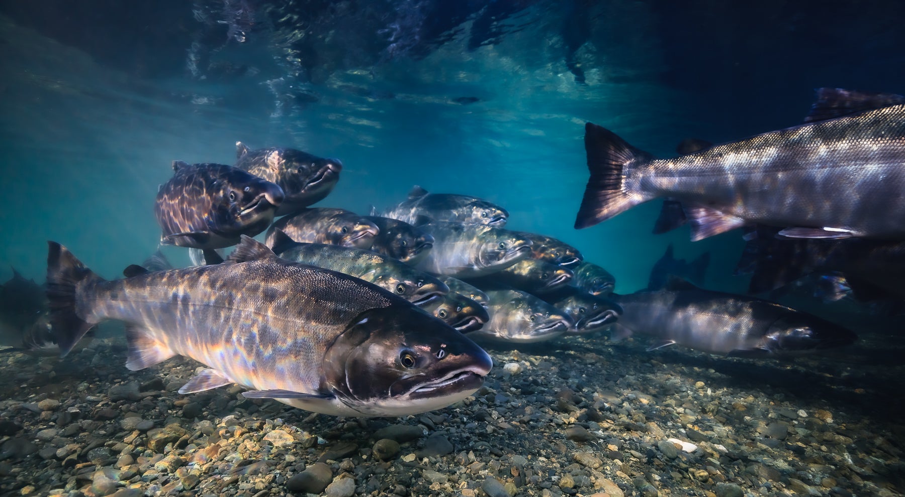 Cook Inlet Personal Use Salmon Fishery, Alaska Department of Fish