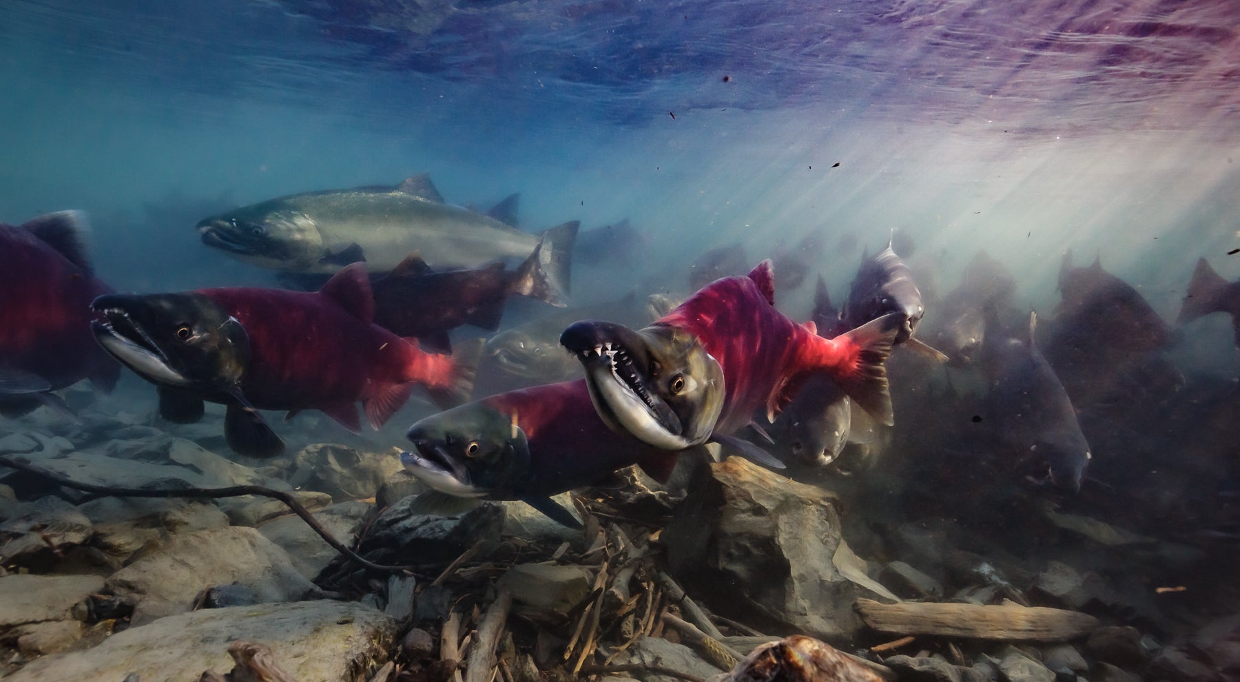 Dip Netting Alaska's Copper River Red Salmon 