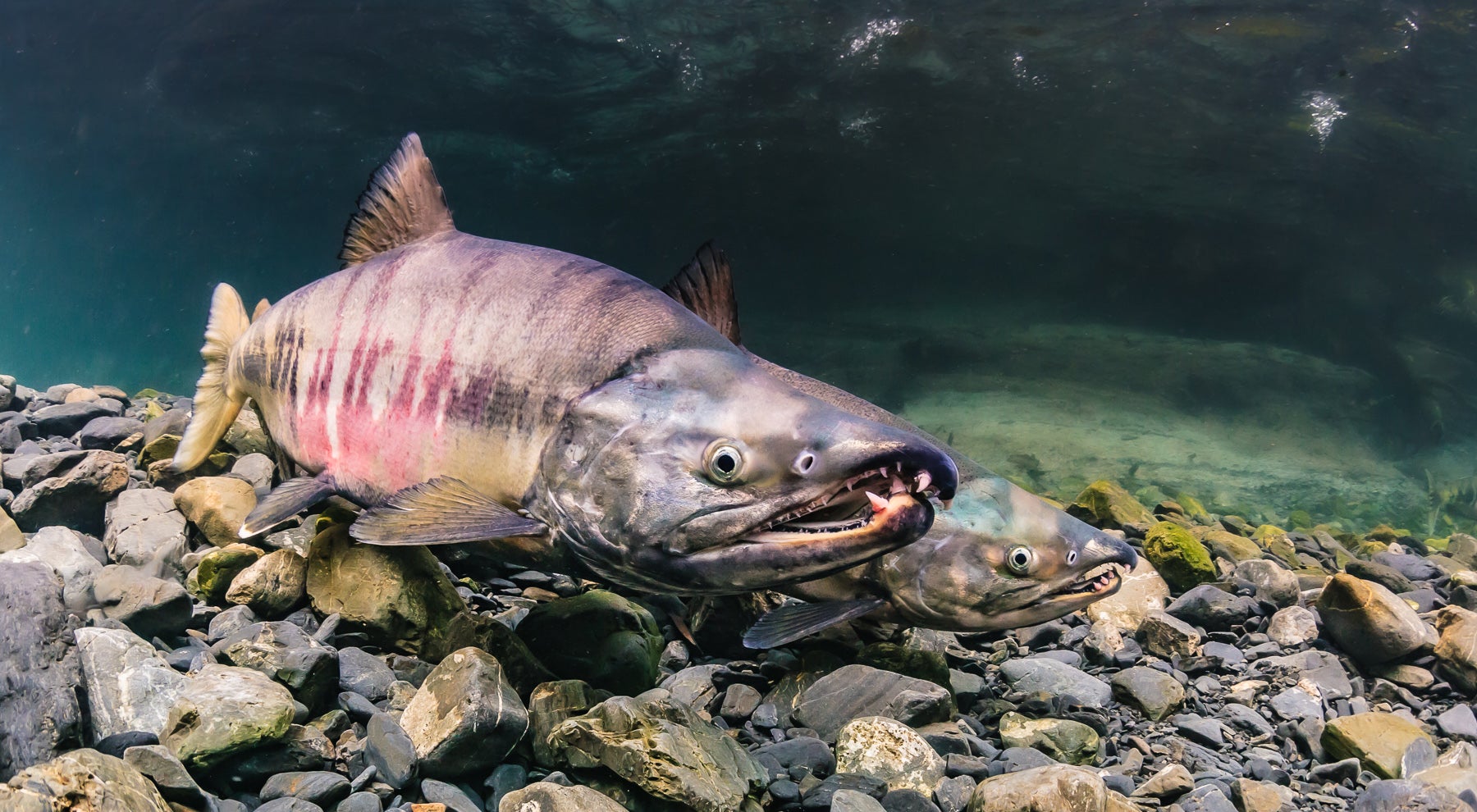 Chum Salmon  Alaska Fishing - Alaska Outdoors Supersite