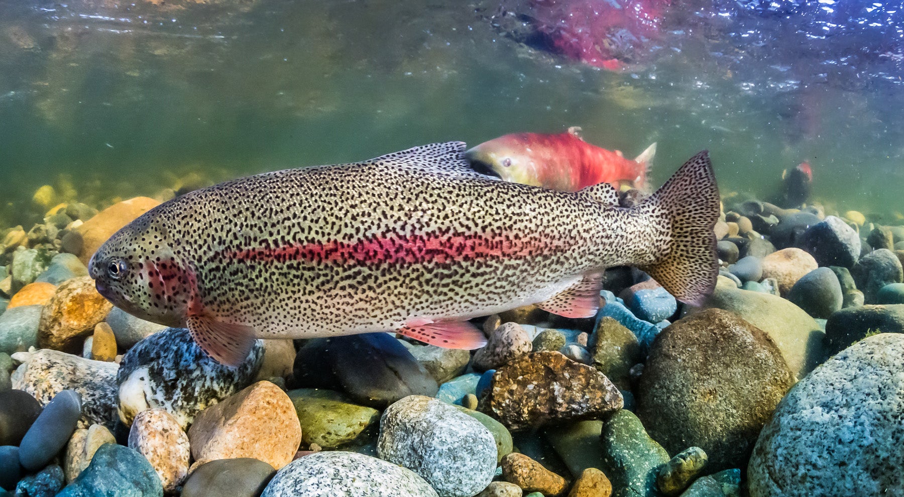 Rainbow Trout - Alaska Outdoors Supersite