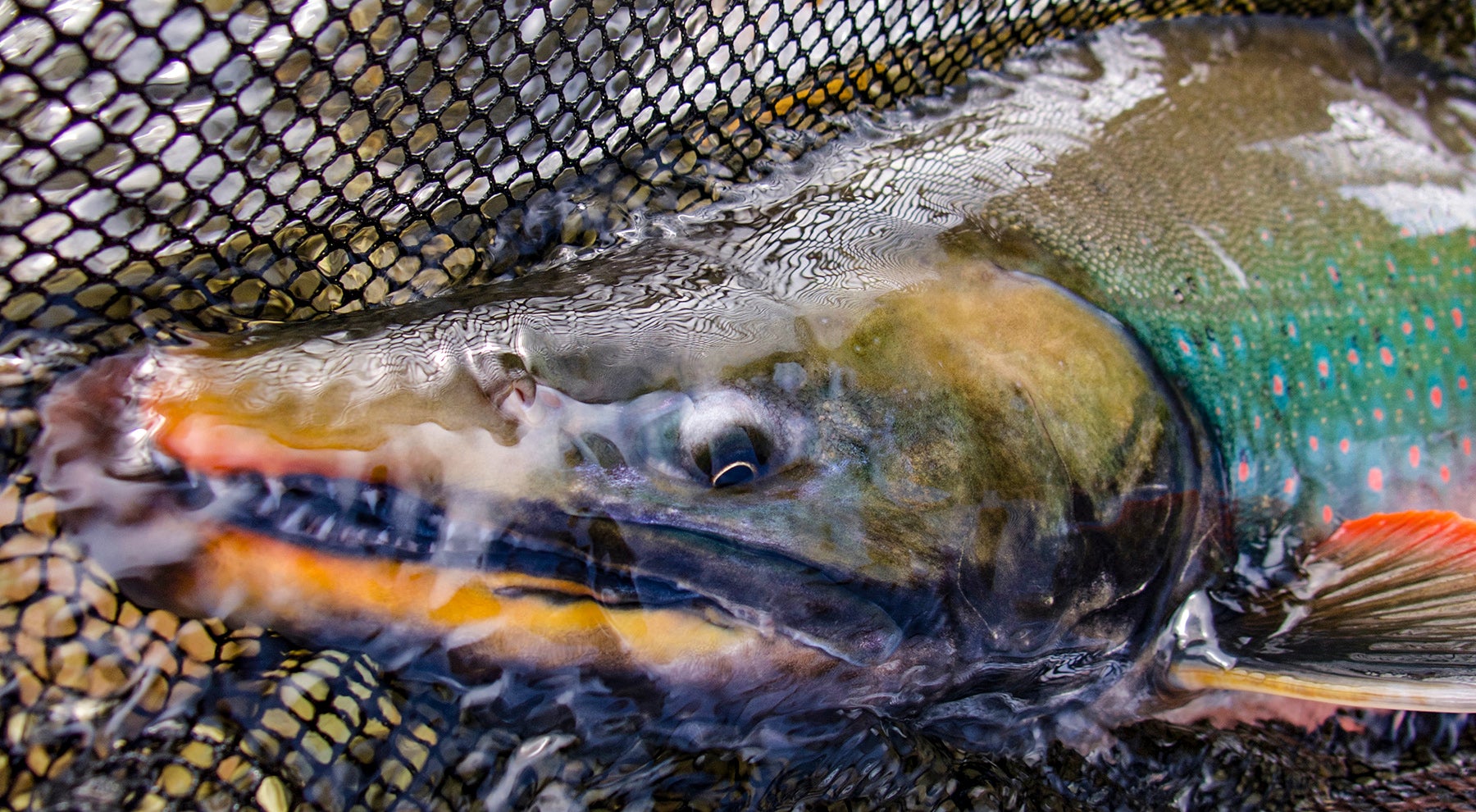 Arctic Char  Alaska Fishing - Alaska Outdoors Supersite