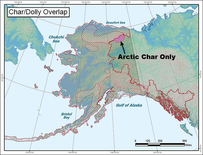 arctic char dolly overlap
