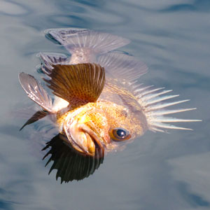 Quillback rockfish with barotrauma