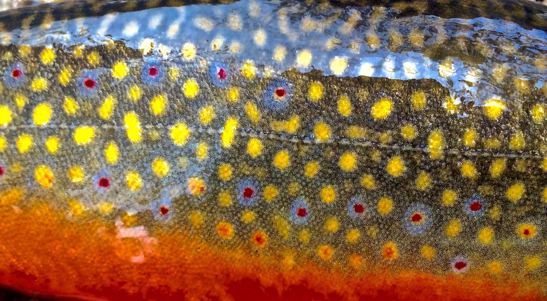 Spinning fishing trout in lakes. Brook trout. A close up rainbow