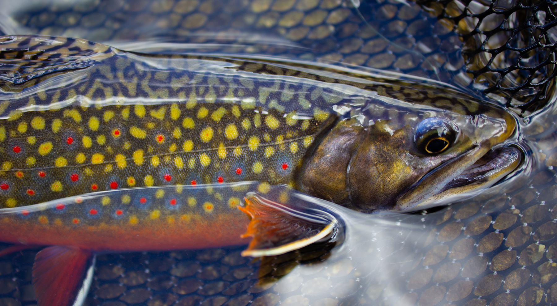 brook trout in net