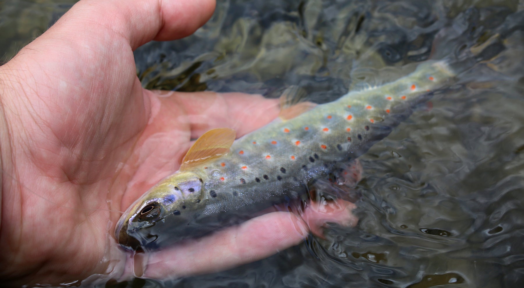 brook trout juvenile