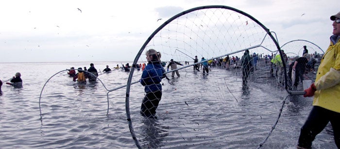 dipnetting sockeye salmon on Alaska's Kenai River