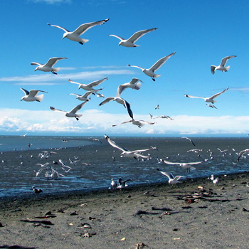 Gulls on the lower Kenai River