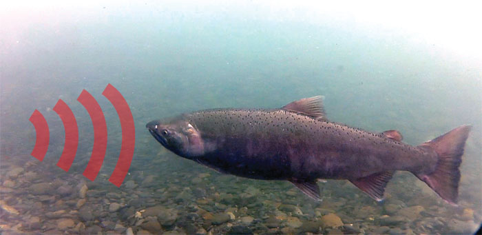 acoustic effects on salmon