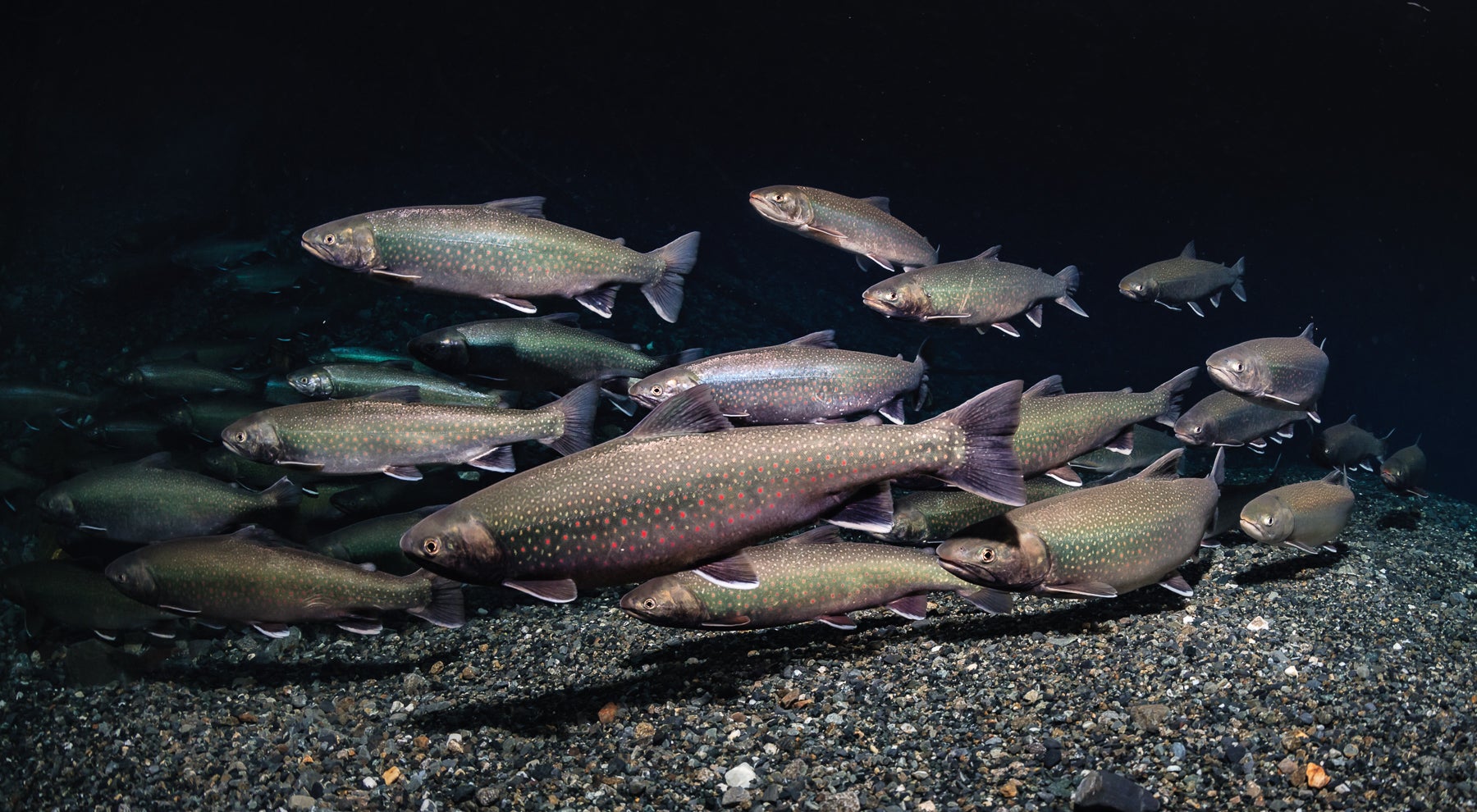 Dolly Varden  Alaska Fishing - Alaska Outdoors Supersite