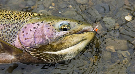 Rainbow trout with Marabou Clouser Fry fly pattern