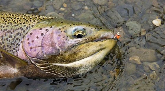 Brown & Rainbow Trout Fishing Flies Patterns