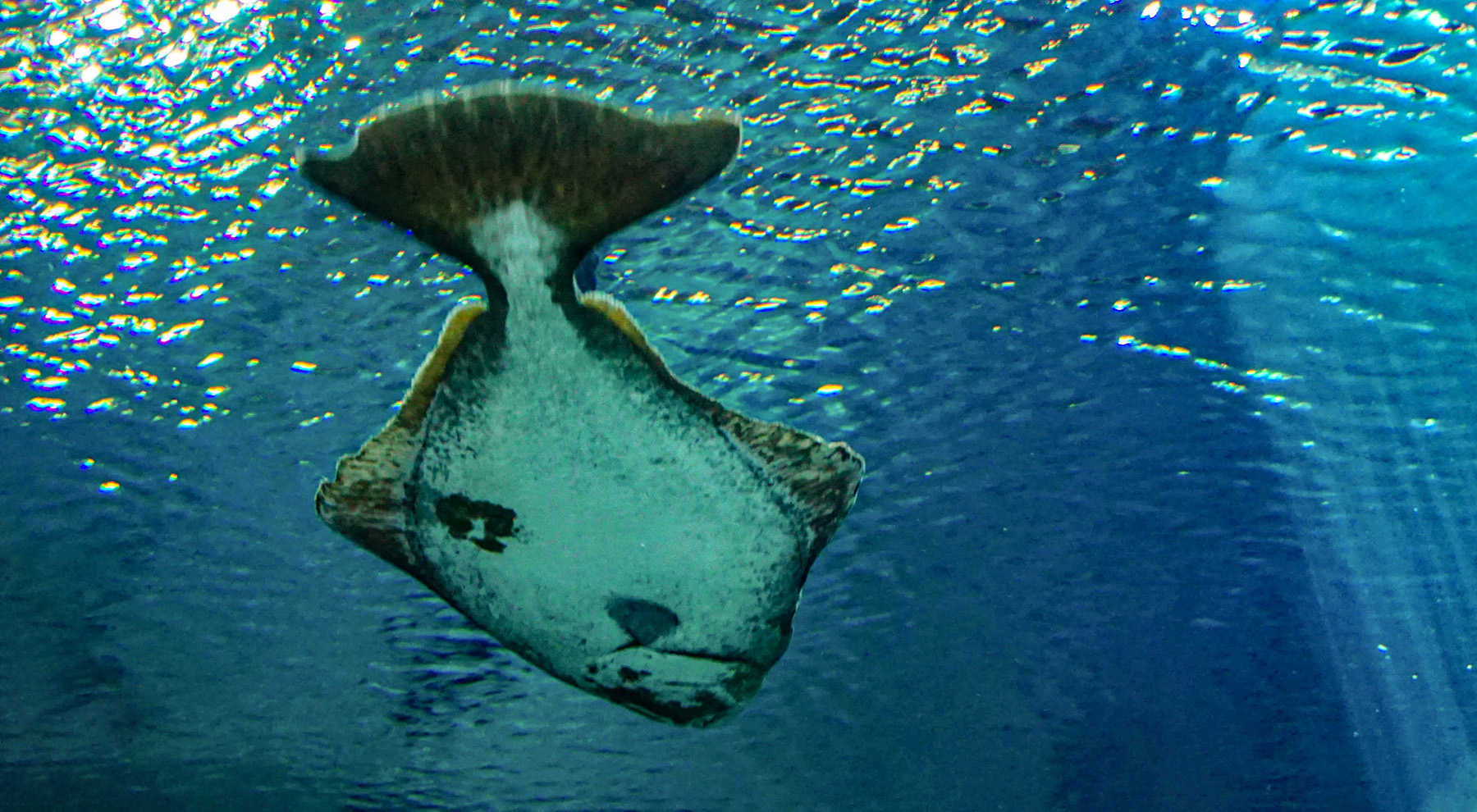 halibut underwater