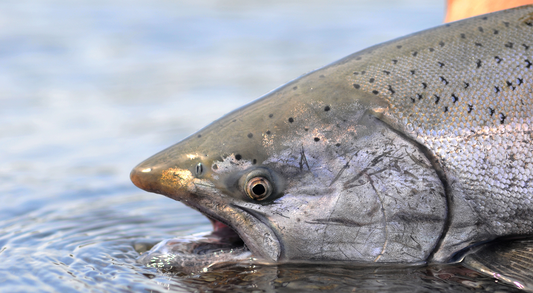 king salmon release