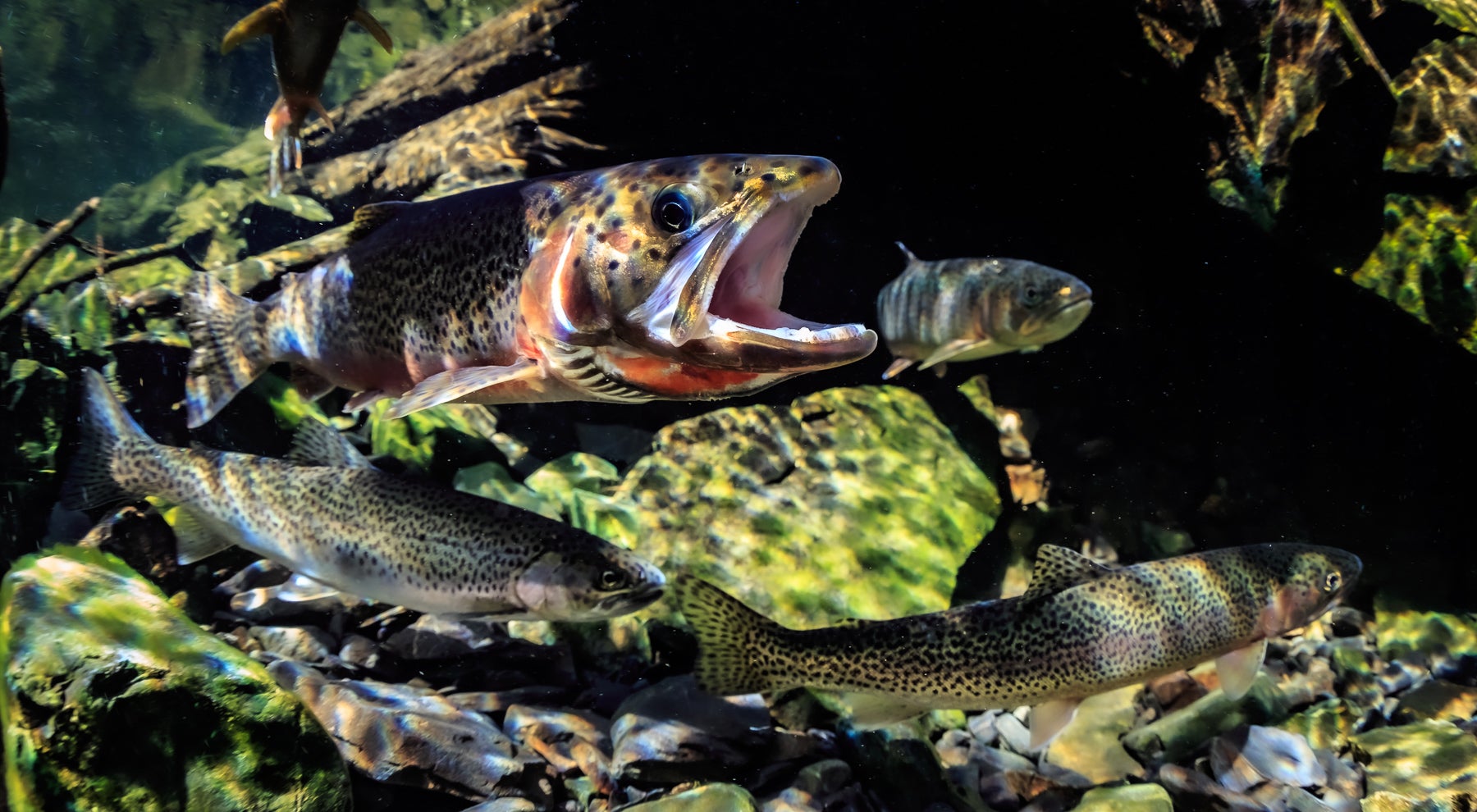 Spincaster  Sea-run Cutthroat Trout Fishing on Vancouver Island