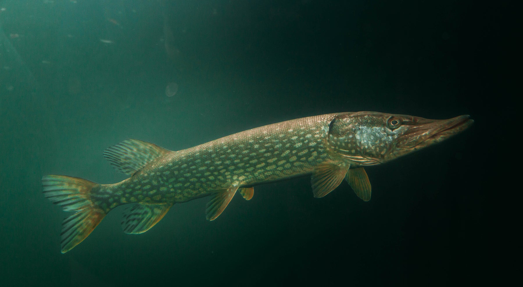 Underwater Action of Northern Pike Barking Before Eating 2 Minnows