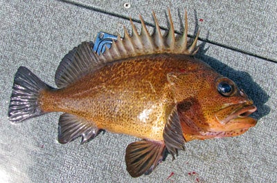 Quillback rockfish from Southeast Alaska