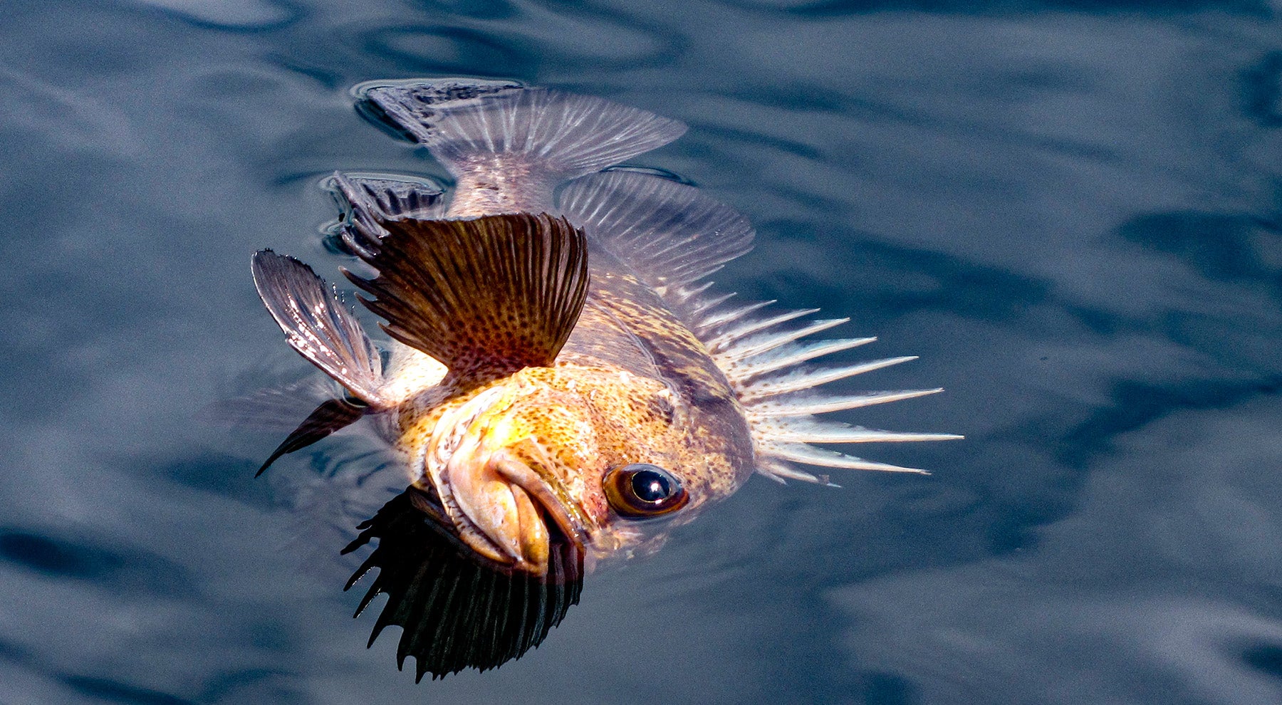 Rockfish  Alaska Fishing - Alaska Outdoors Supersite