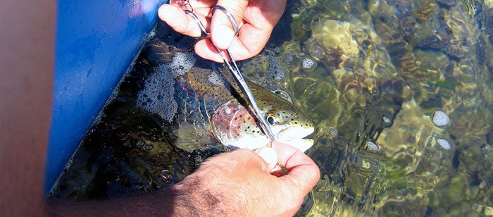 Releasing a leopard rainbow on Alaska's Goodnews River.