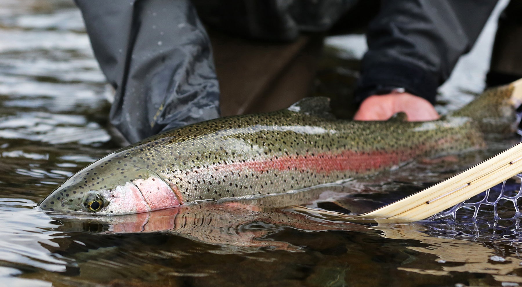 rainbow trout release