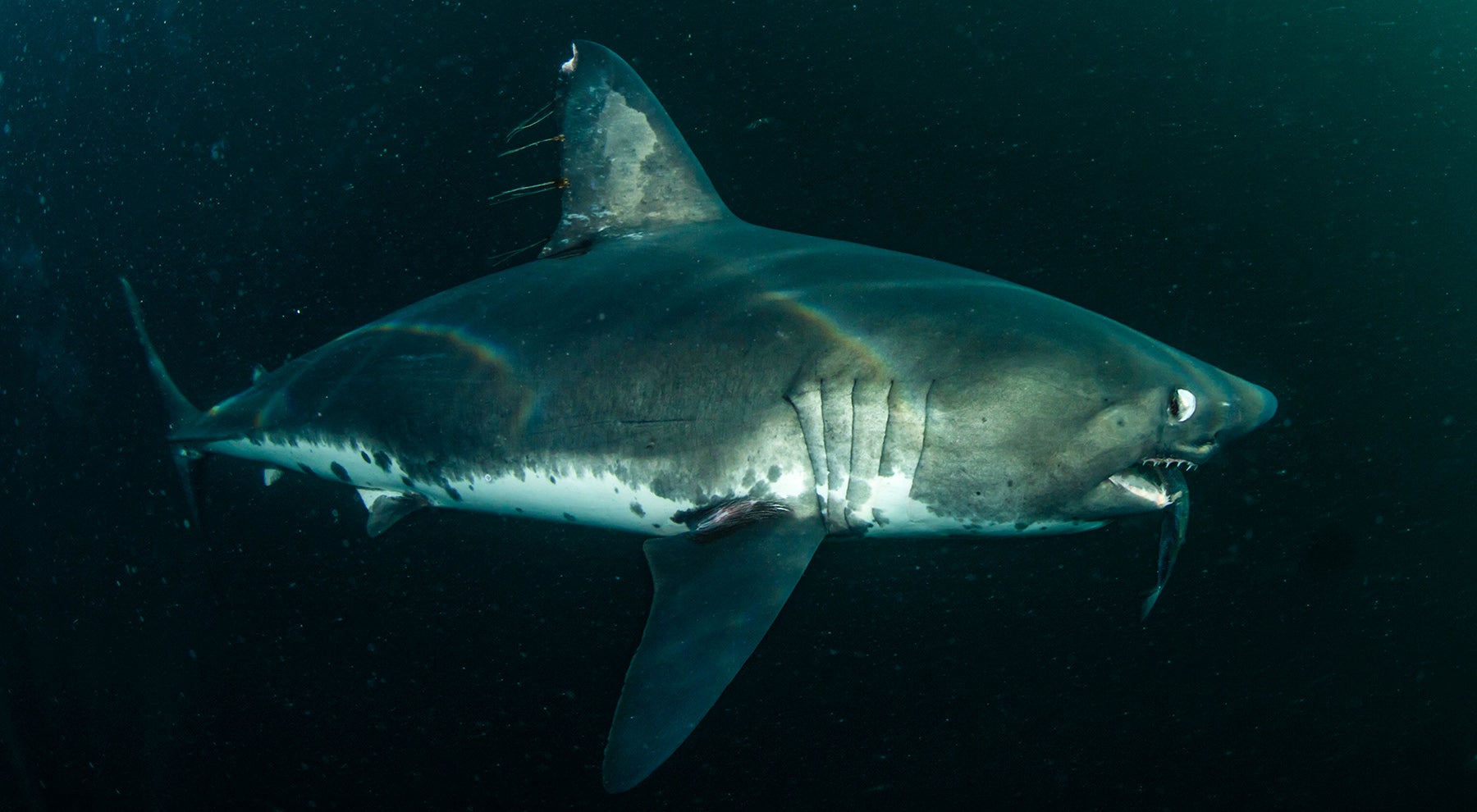 salmon shark