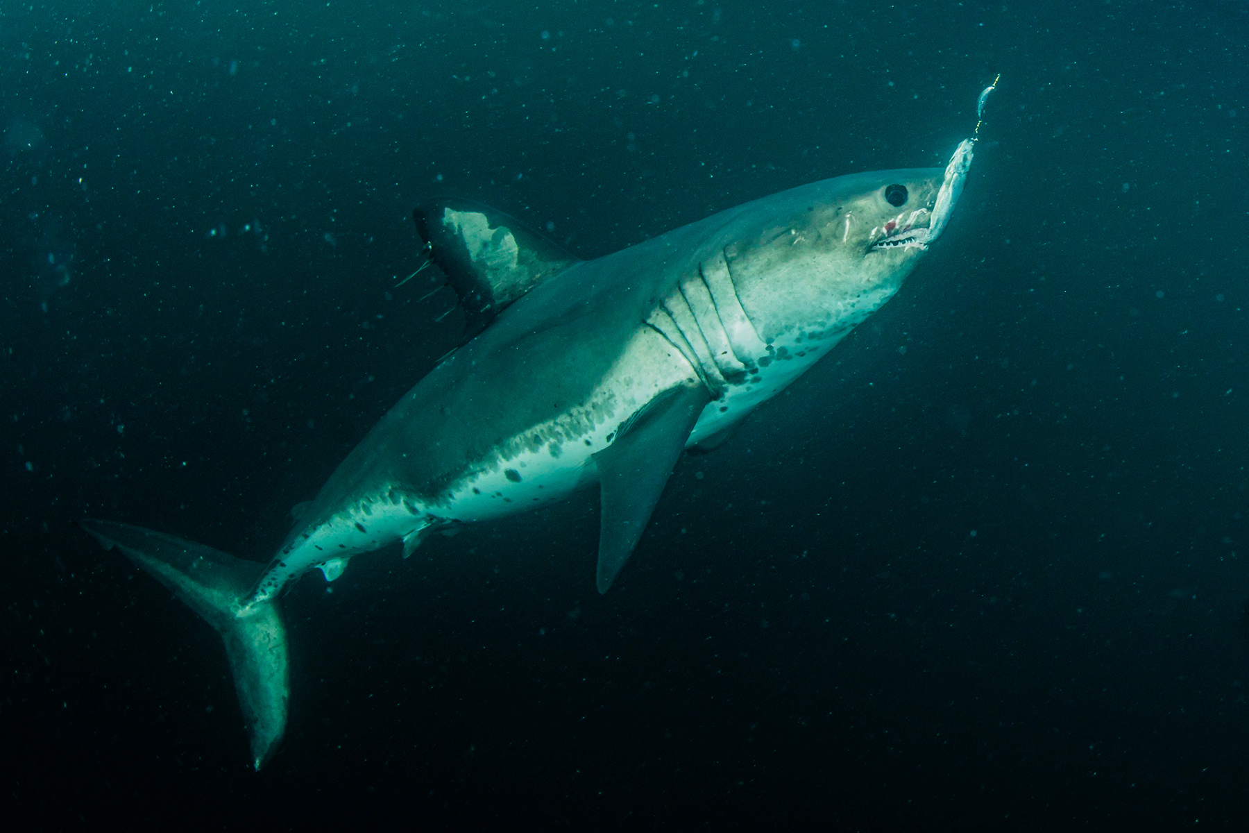 salmon shark 2